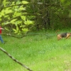 TRAILING WITH MOLLY AND FINNY 2009.jpg