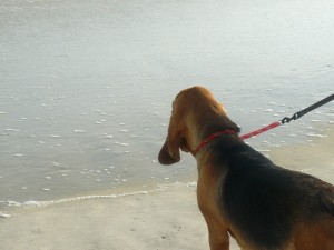 Checking out the ocean...