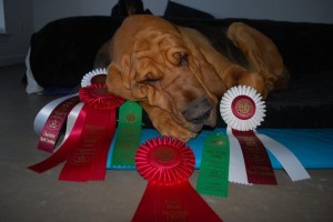 Price snoozing after all that hard work to earn these ribbons!