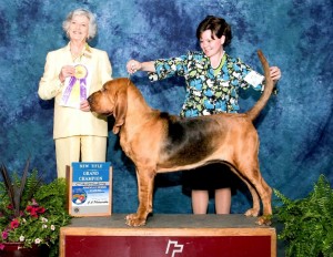 London new GCH! 21 months old