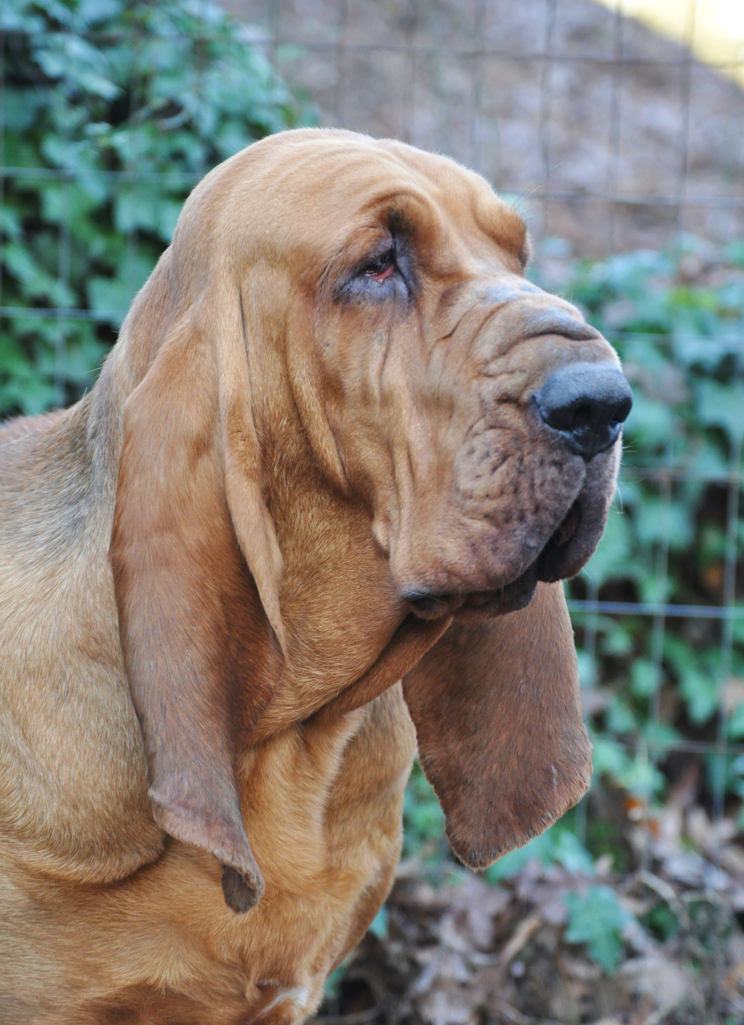 M&m bloodhounds hot sale