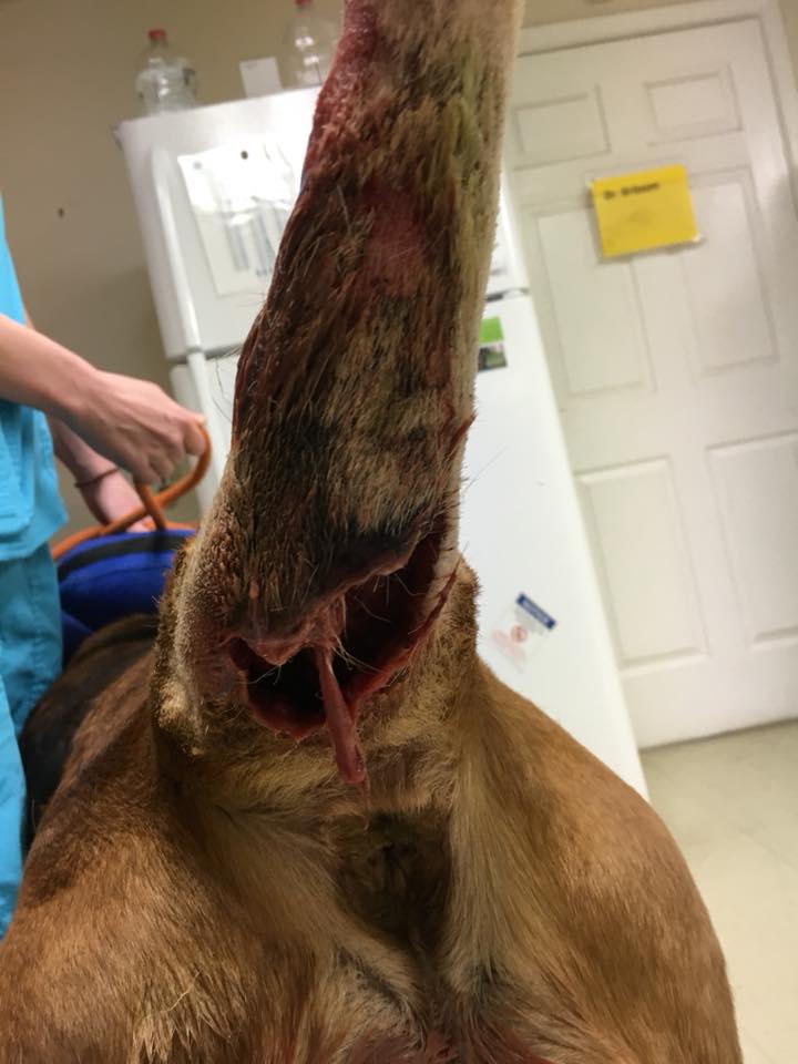What Does A Brown Recluse Bite Look Like On A Dog Bermuda Veterinary