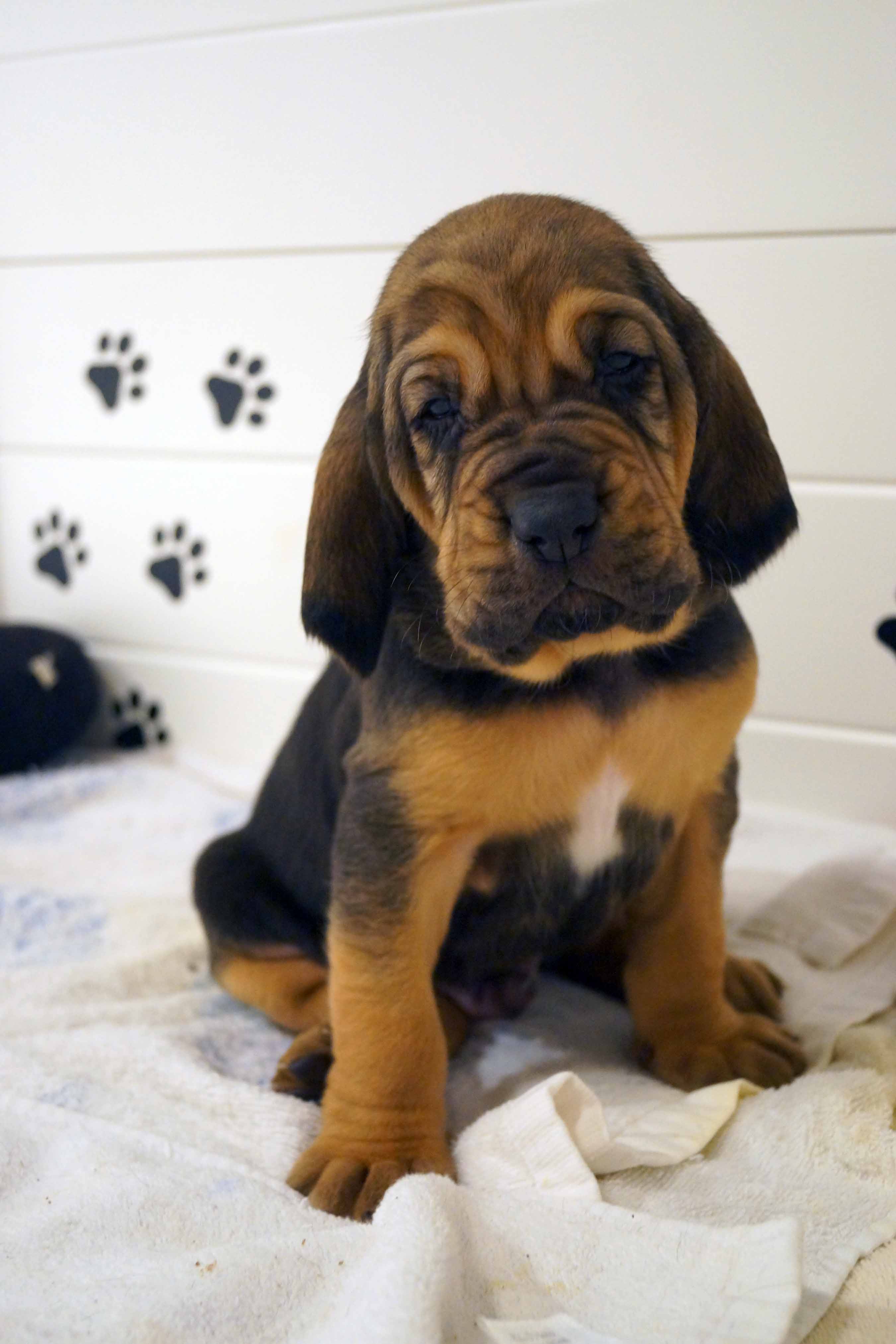 newborn bloodhound puppies