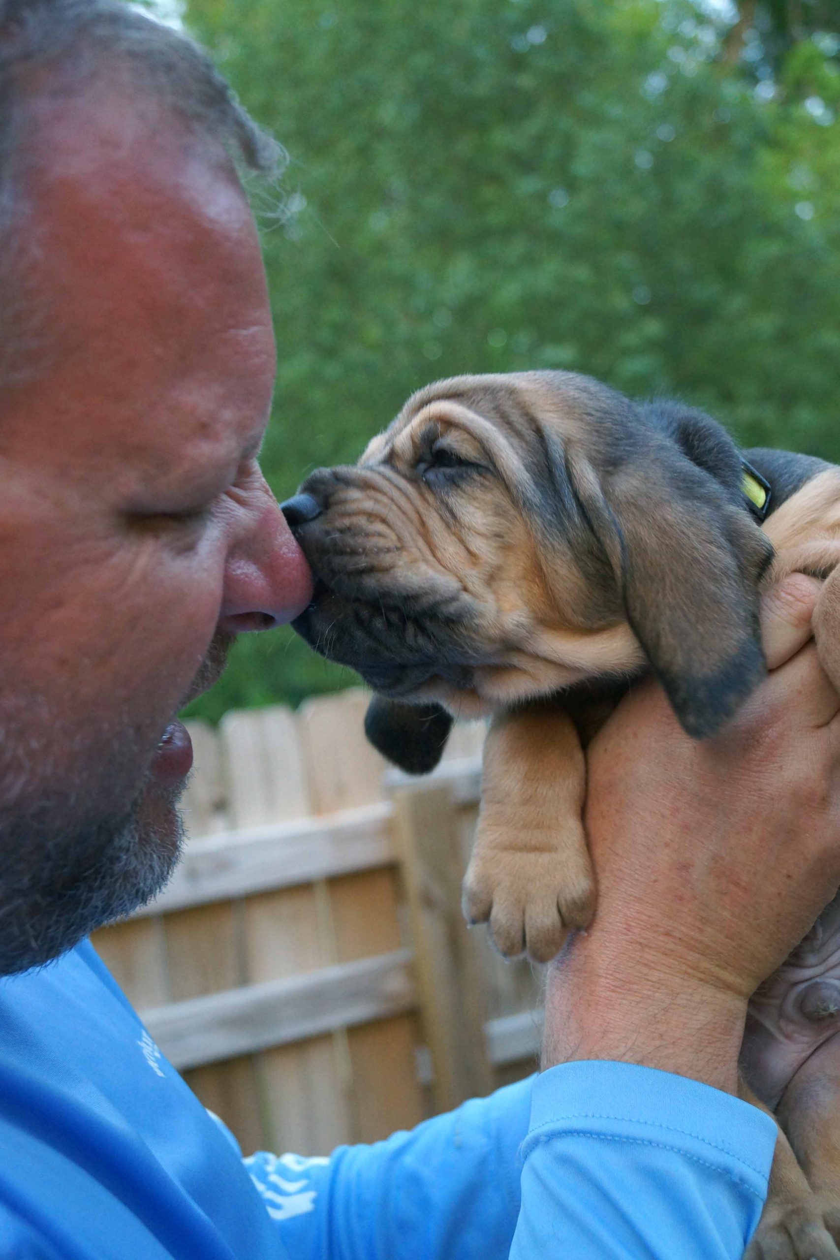 Kennel club litters sale