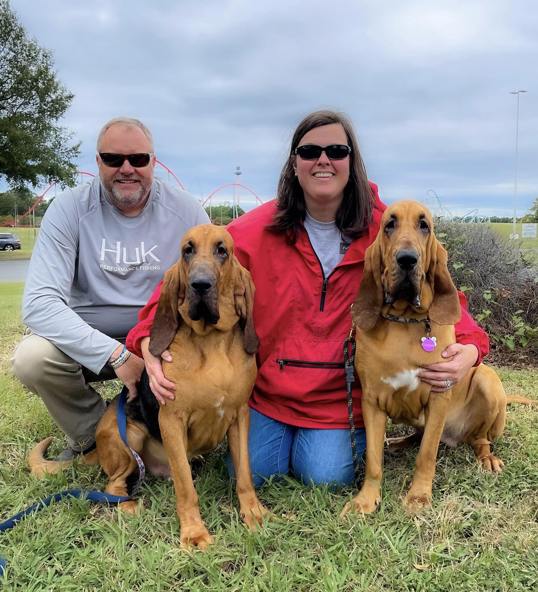 Bloodhound best sale puppies rescue